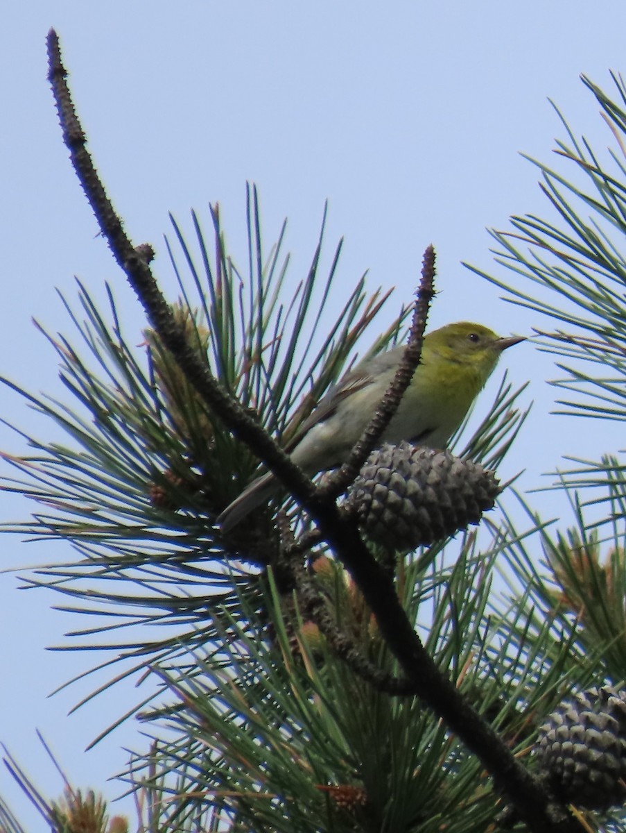 Pine Warbler - ML619741302