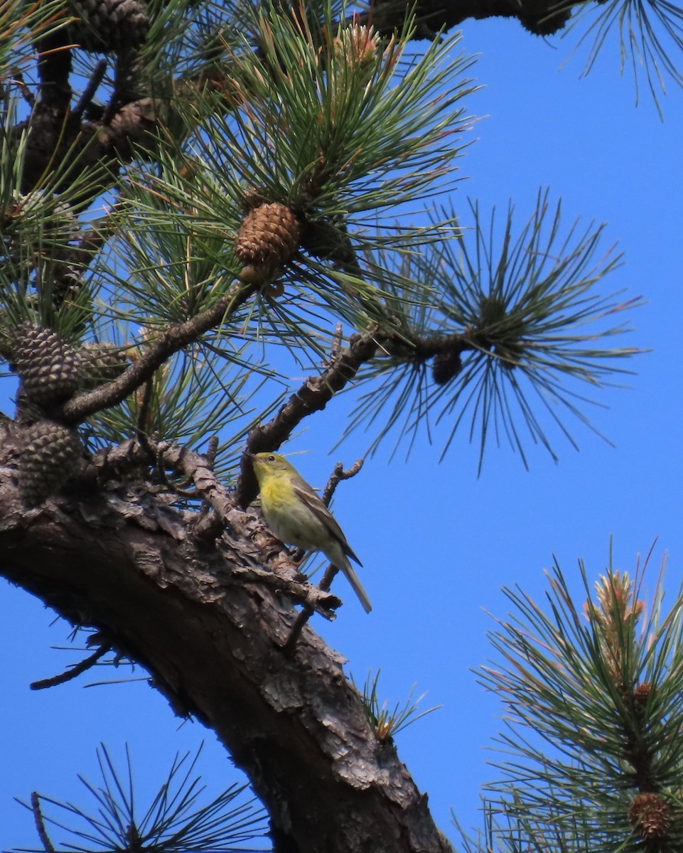 Pine Warbler - ML619741304