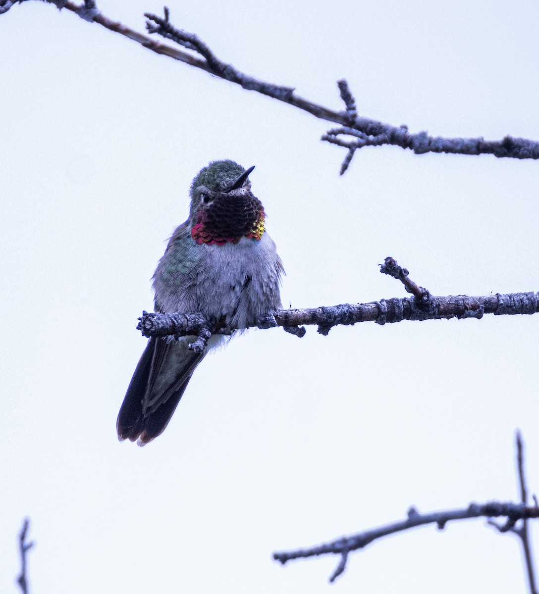 Broad-tailed Hummingbird - ML619741306