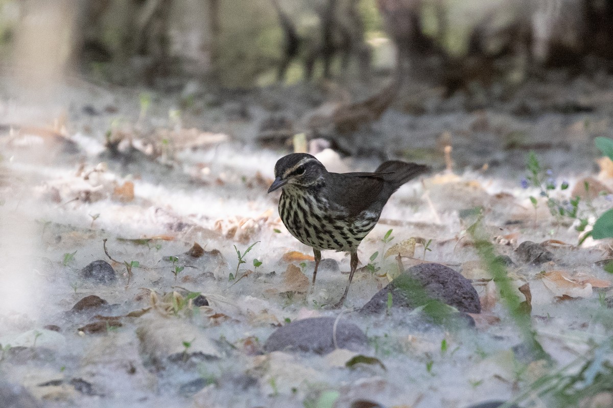 Northern Waterthrush - ML619741316