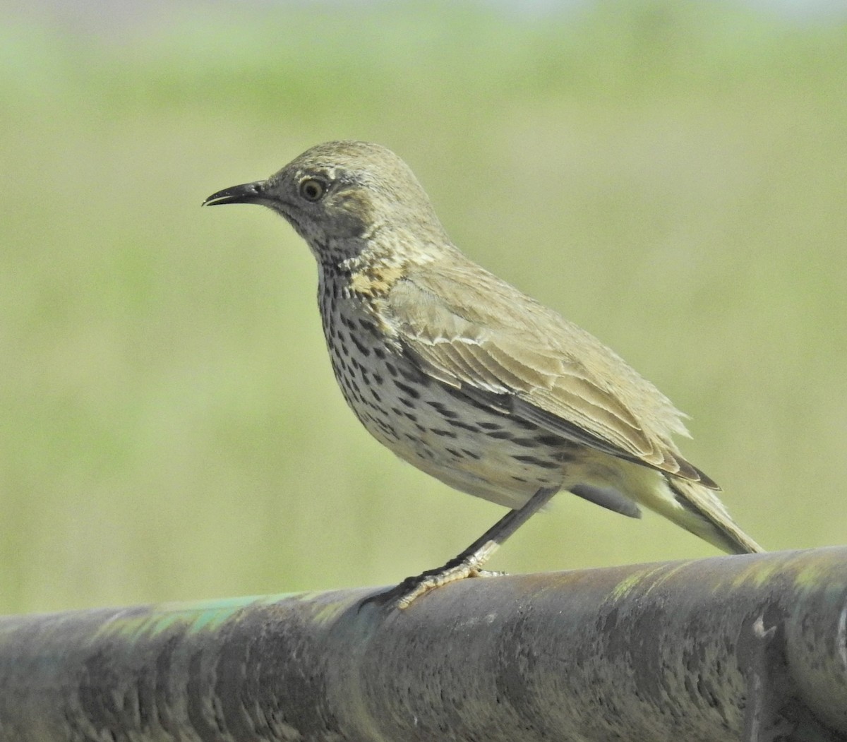 Sage Thrasher - ML619741319