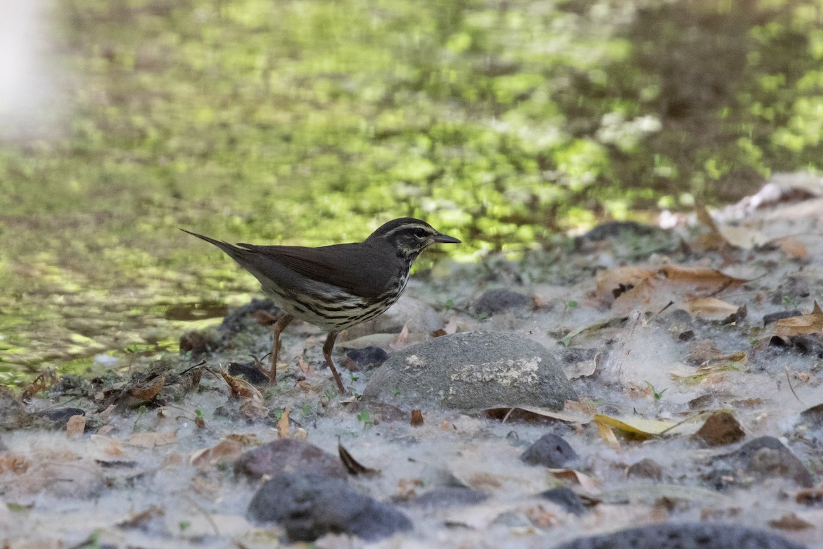 Northern Waterthrush - ML619741320