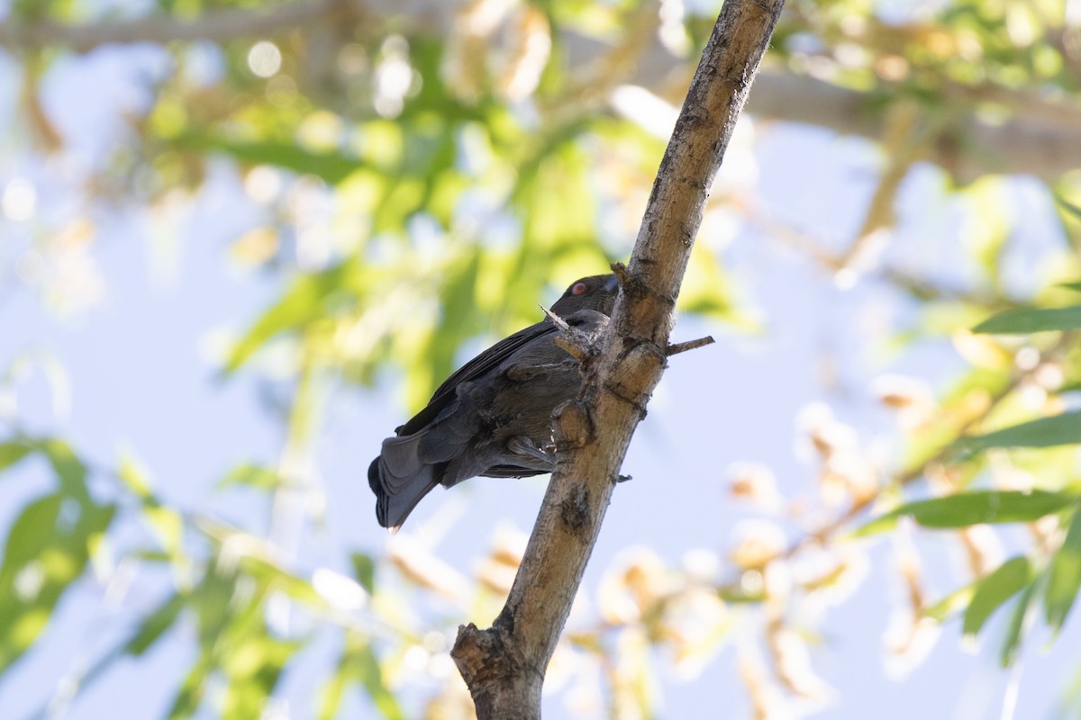 Bronzed Cowbird - ML619741332