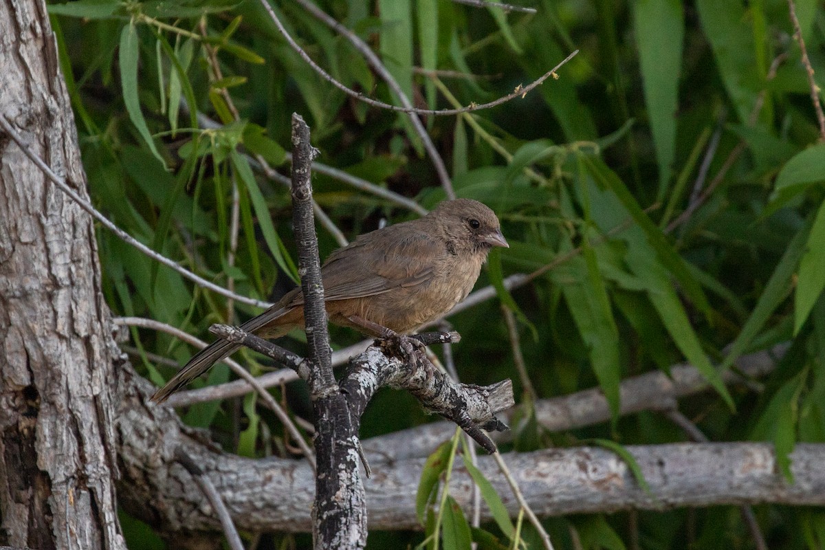 Abert's Towhee - ML619741348