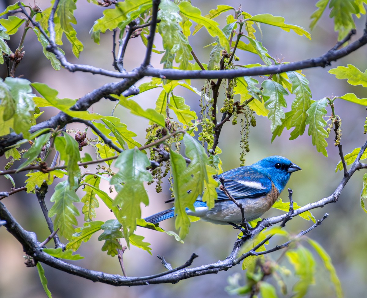 Lazuli Bunting - ML619741349