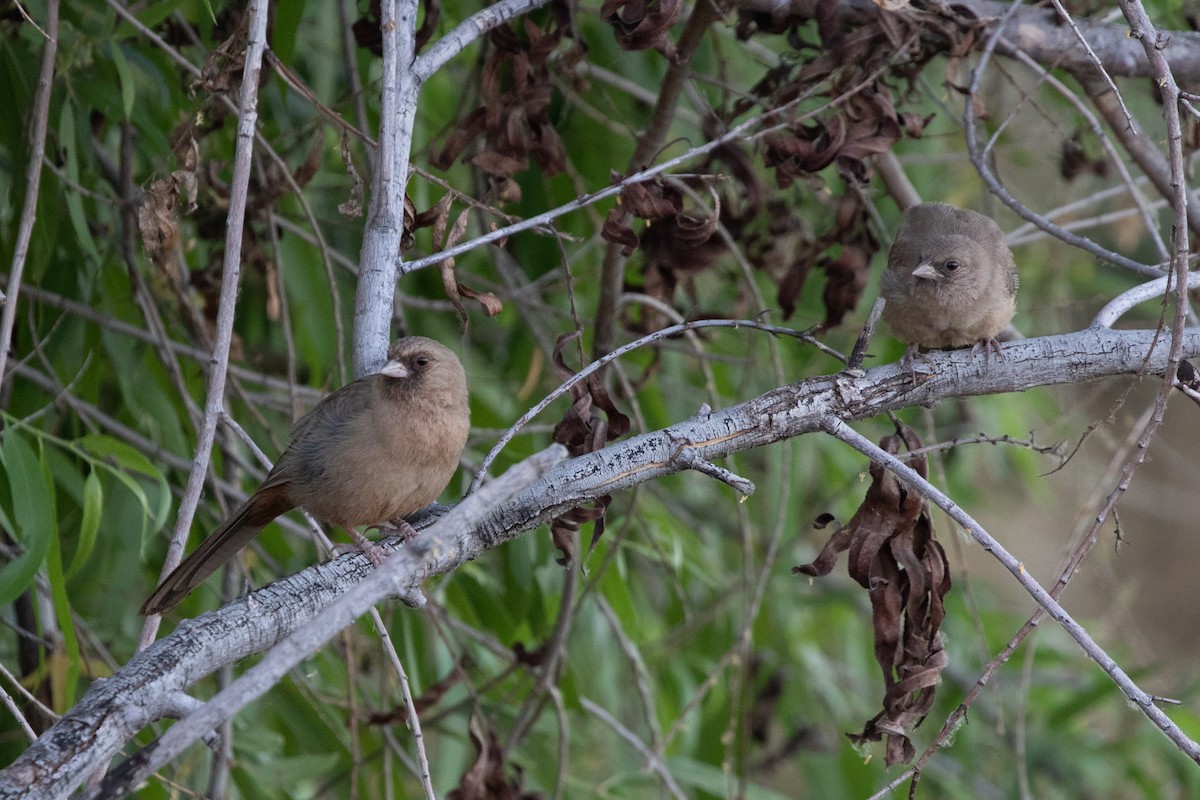 Abert's Towhee - ML619741350