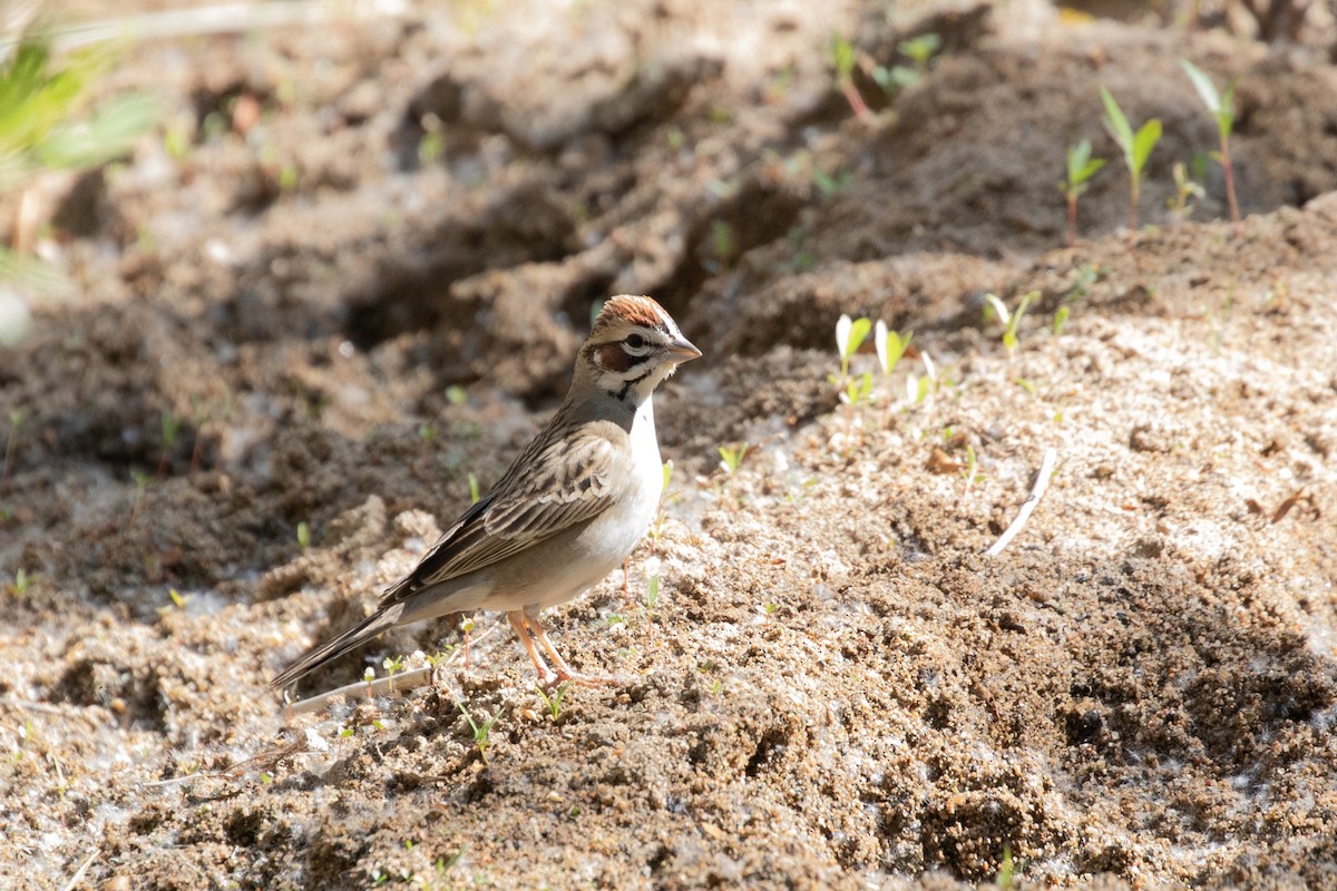 Lark Sparrow - Caleb Strand