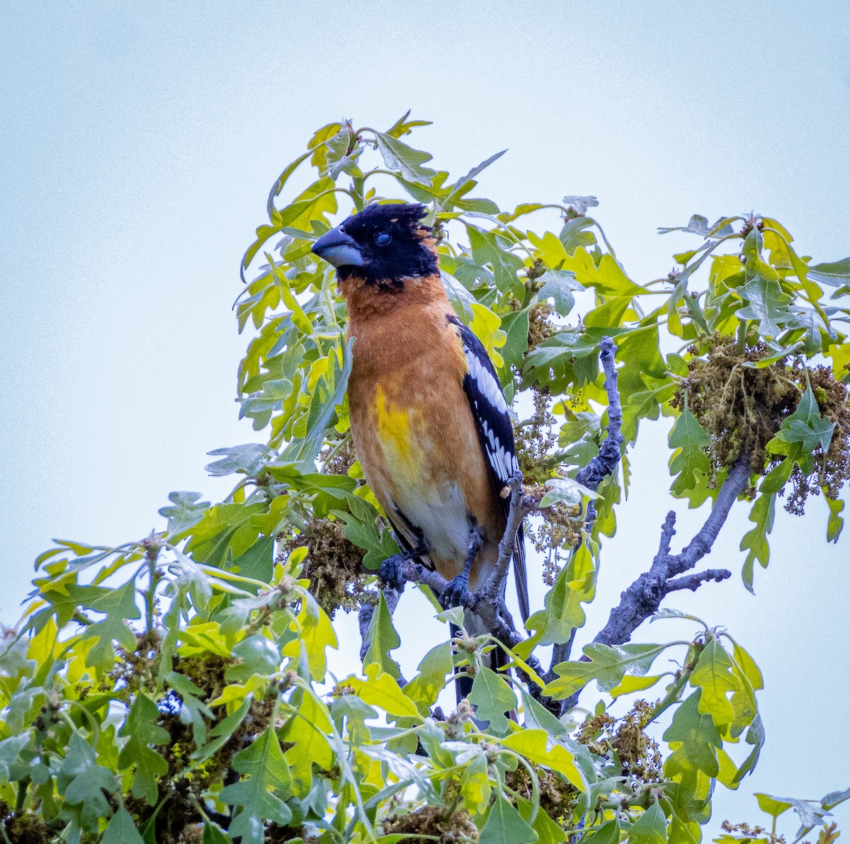 Black-headed Grosbeak - ML619741382