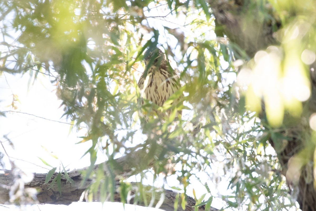 Broad-winged Hawk - ML619741383