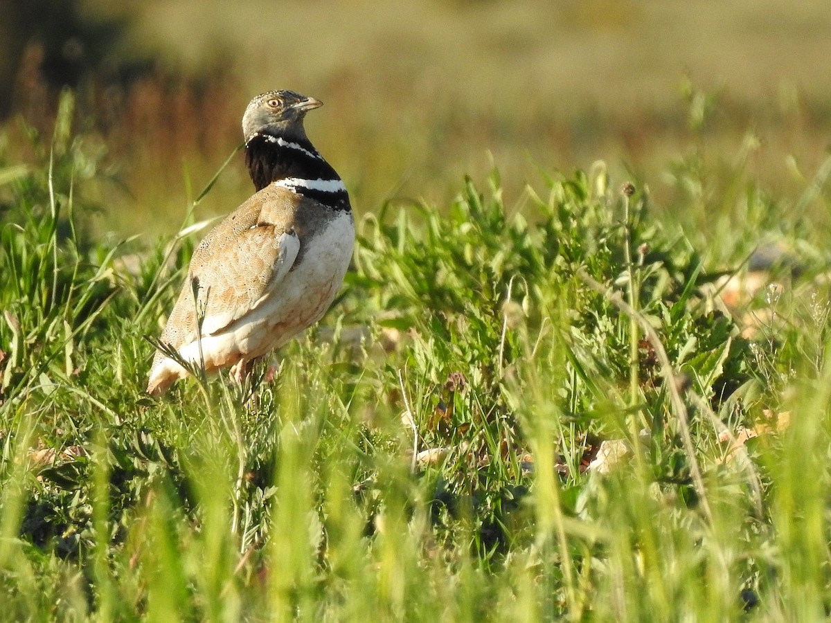 Little Bustard - ML619741386