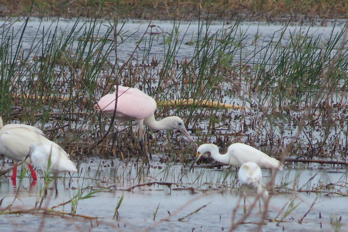 Roseate Spoonbill - ML619741387