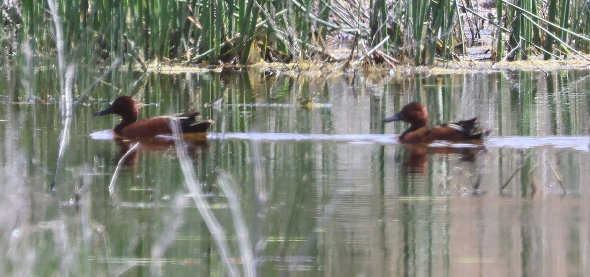 Cinnamon Teal - ML619741389