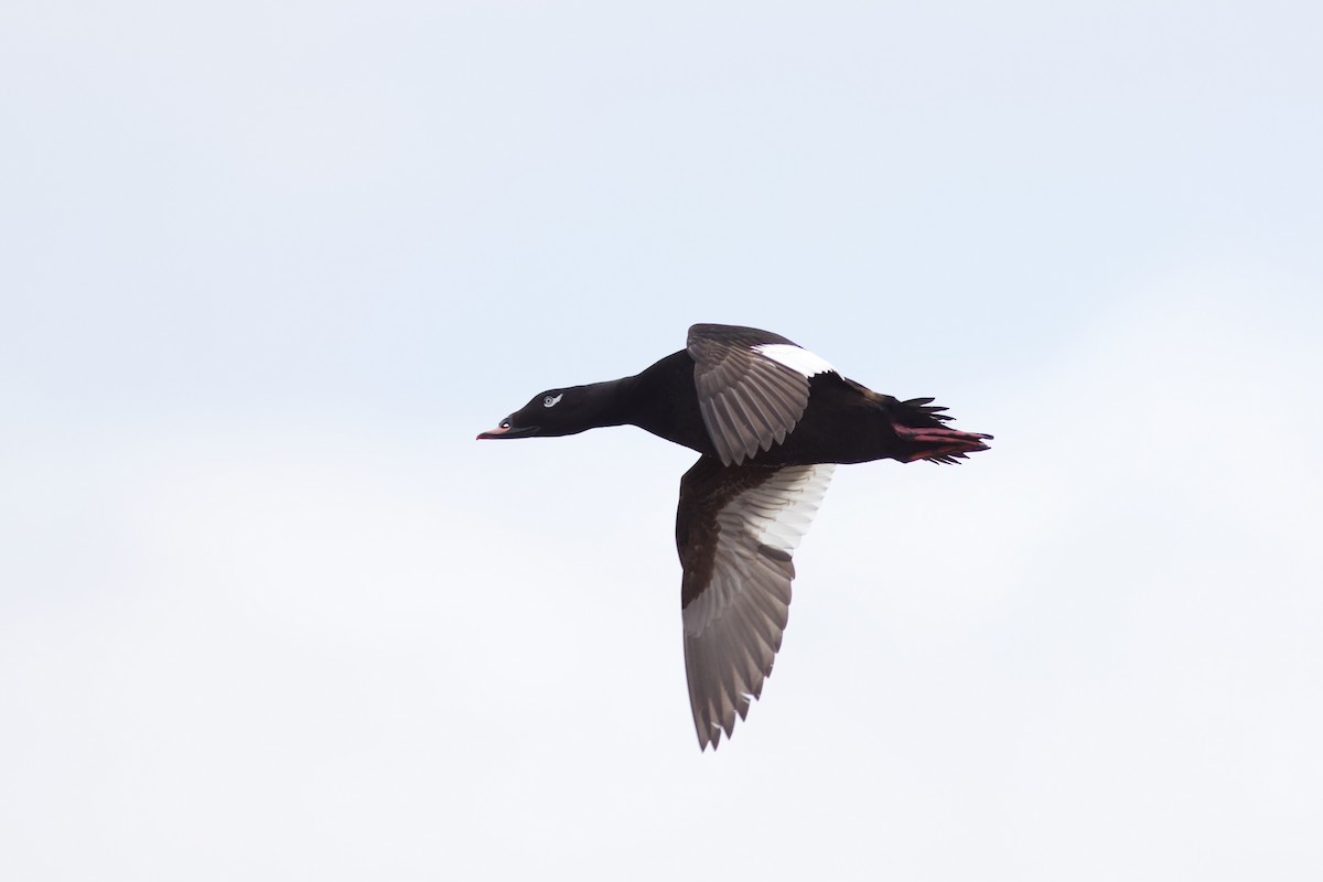 White-winged Scoter - ML619741390