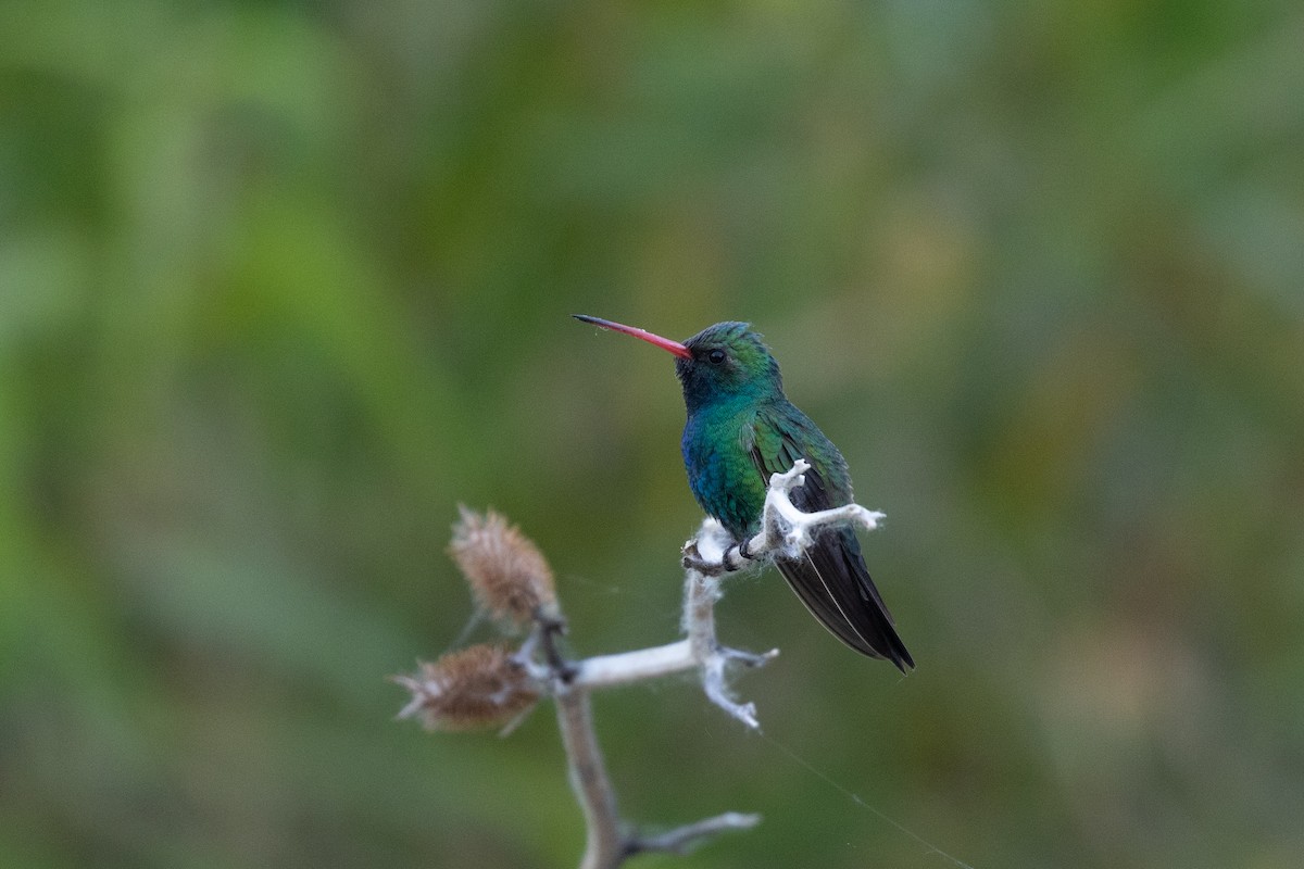 Broad-billed Hummingbird - ML619741391