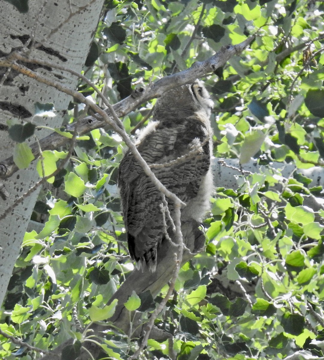 Great Horned Owl - ML619741392