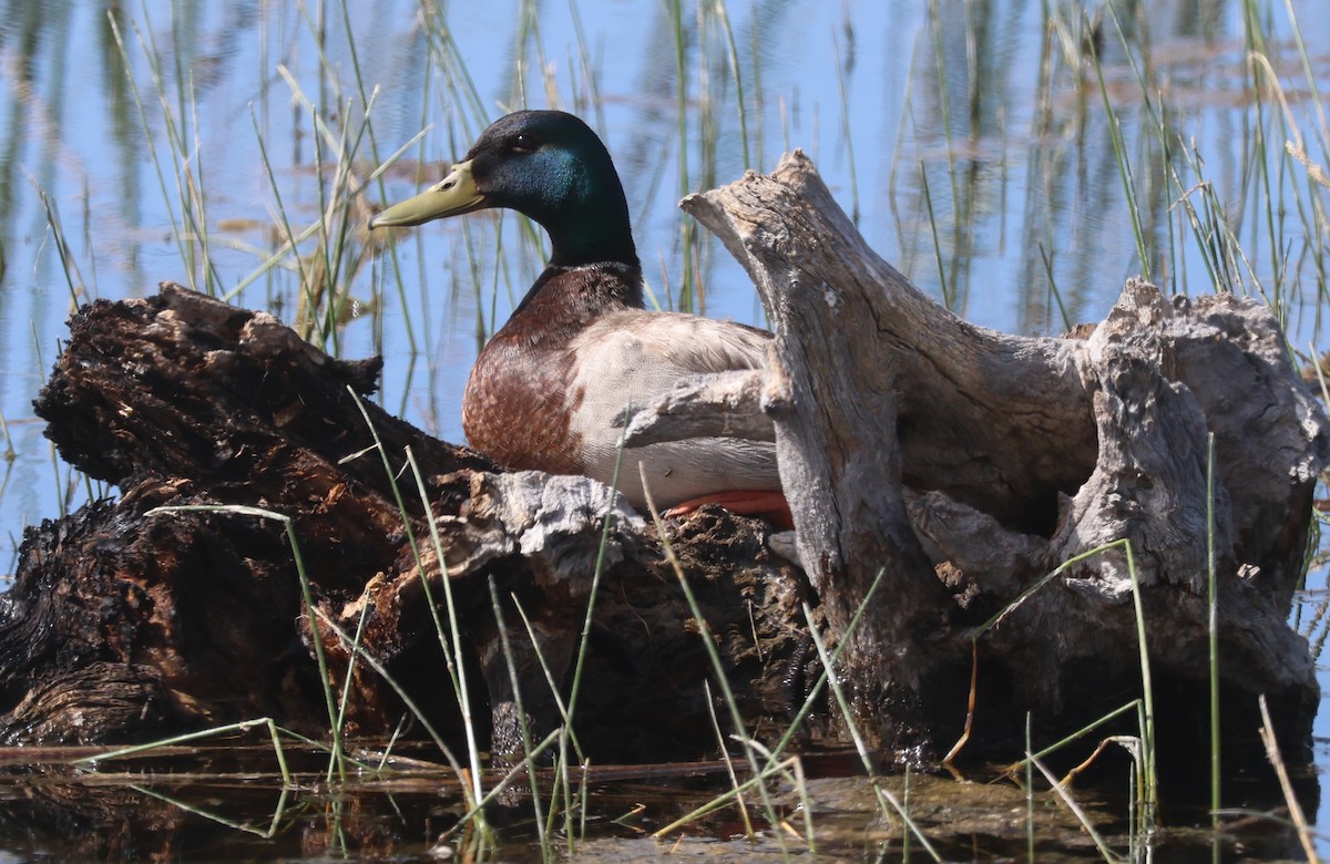 Canard colvert - ML619741400