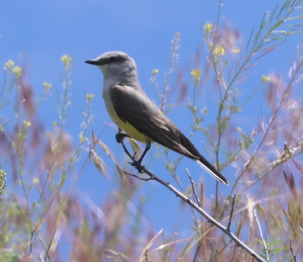 Western Kingbird - ML619741410