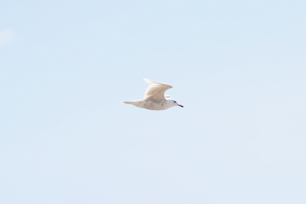 Iceland Gull - ML619741412