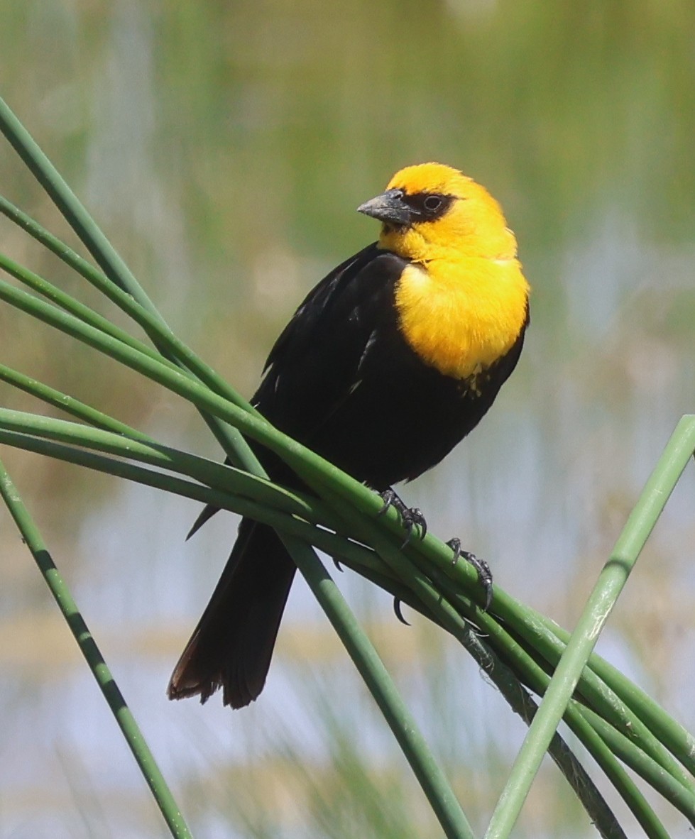 Yellow-headed Blackbird - ML619741414