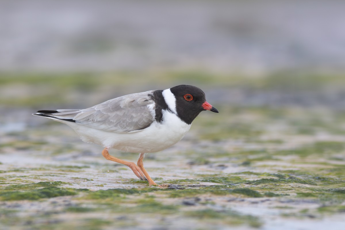 Hooded Plover - ML619741420