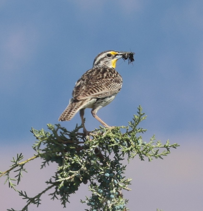 Western Meadowlark - ML619741423