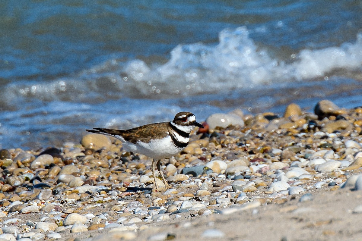 Killdeer - ML619741439