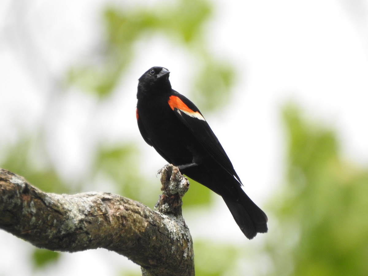 Red-winged Blackbird - ML619741440