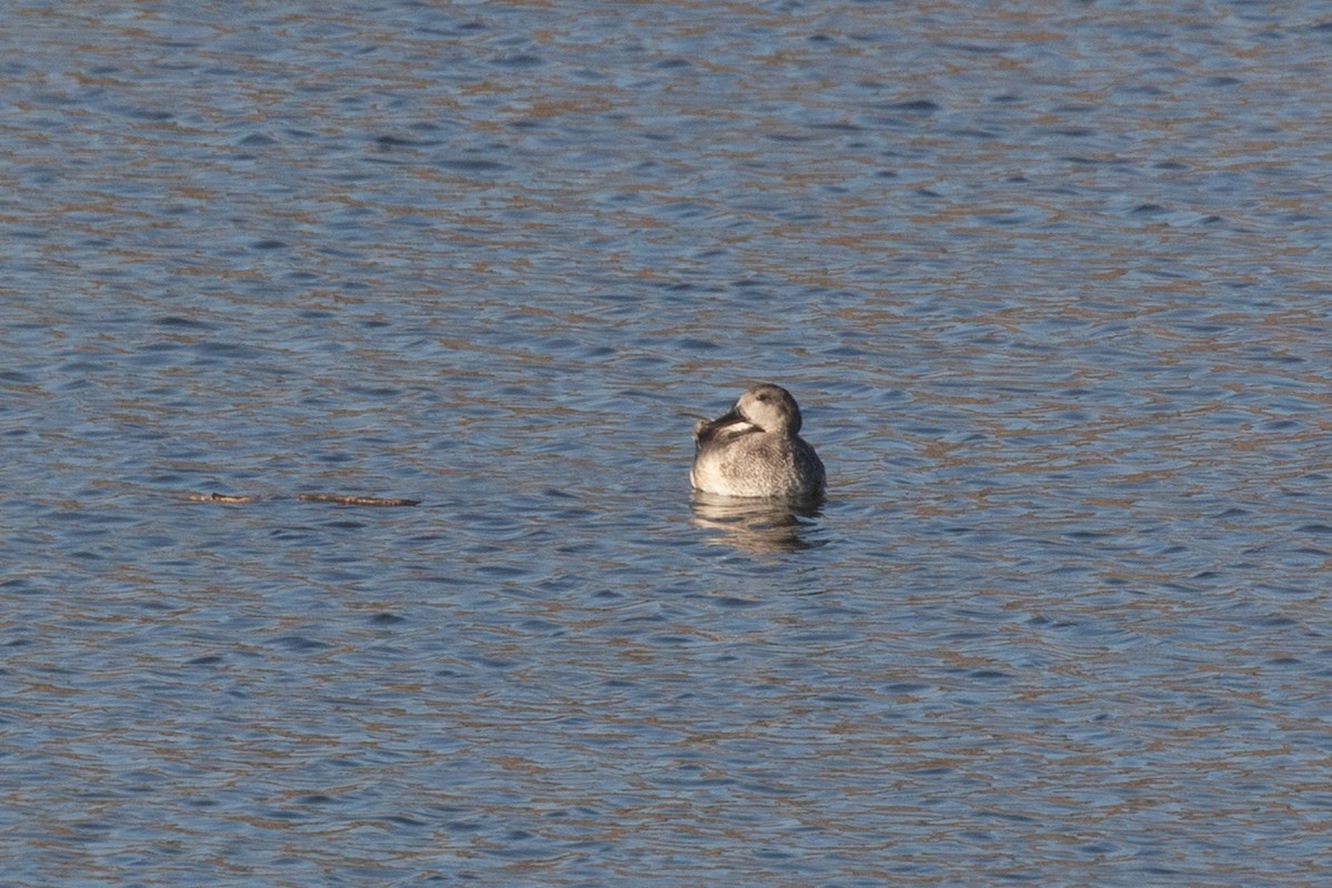 Gadwall - ML619741467