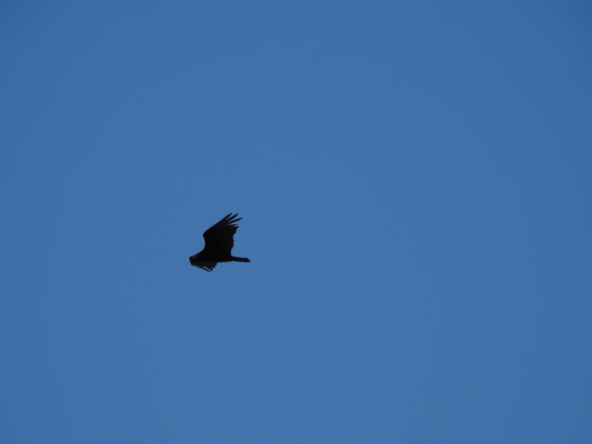 Turkey Vulture - ML619741468