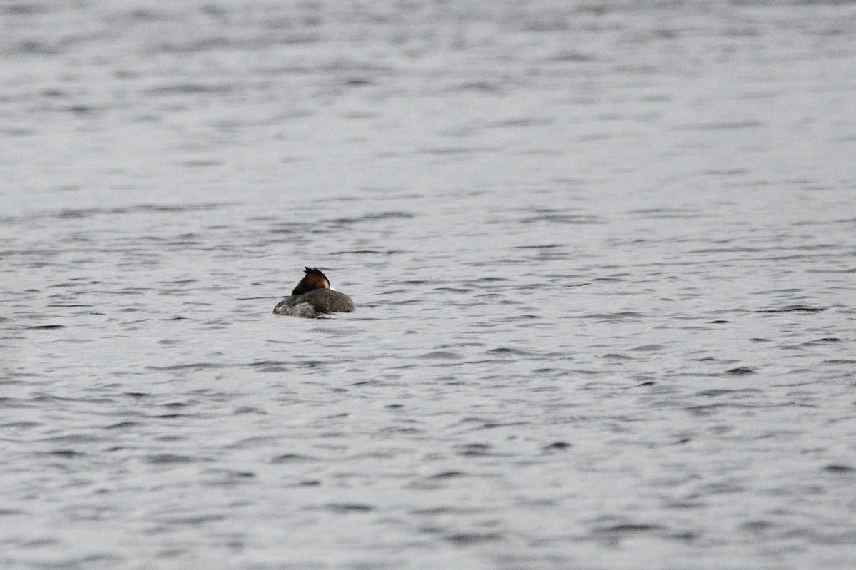 Great Crested Grebe - ML619741493