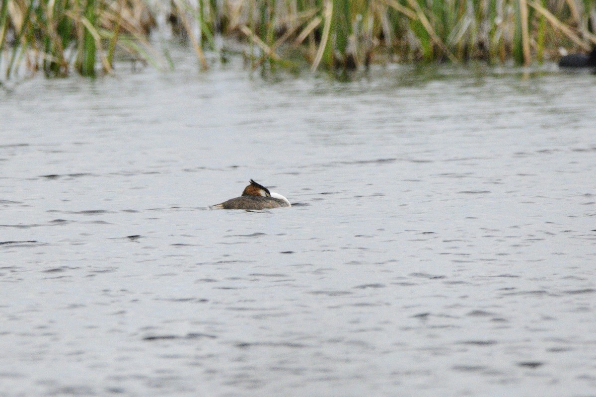 Отгот шунгуур - ML619741494