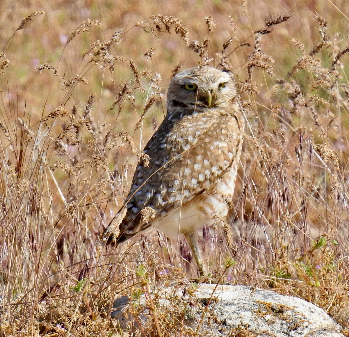 Burrowing Owl (Western) - ML619741497