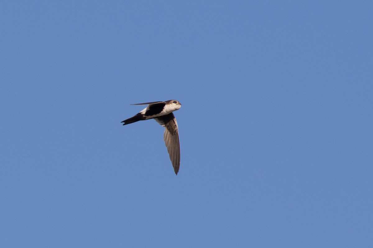 White-throated Swift - ML619741498