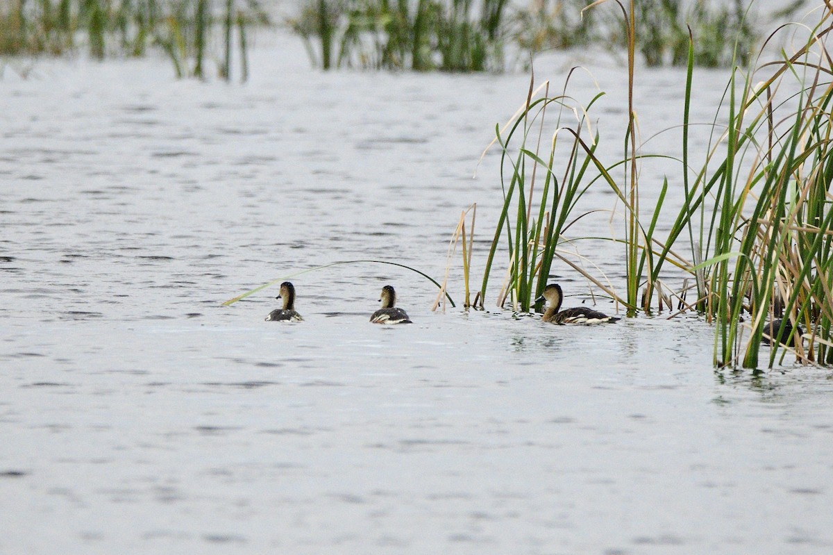 Wandering Whistling-Duck - ML619741507
