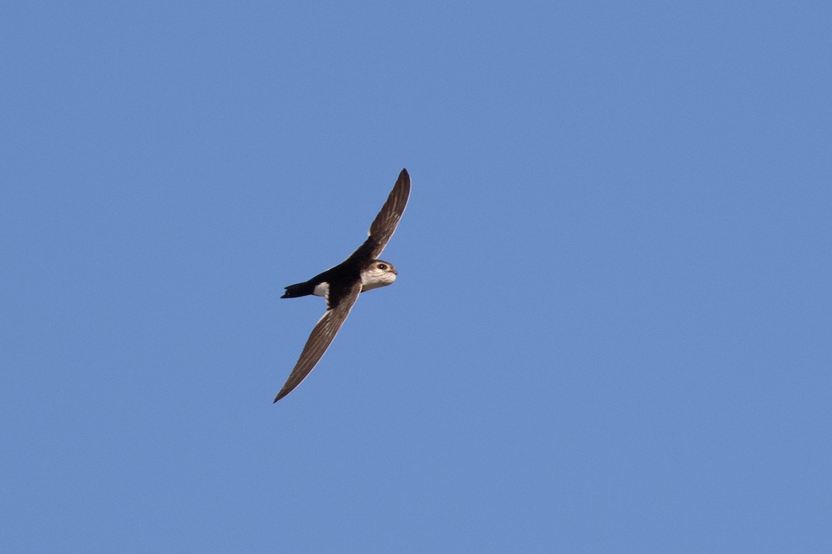 White-throated Swift - ML619741510