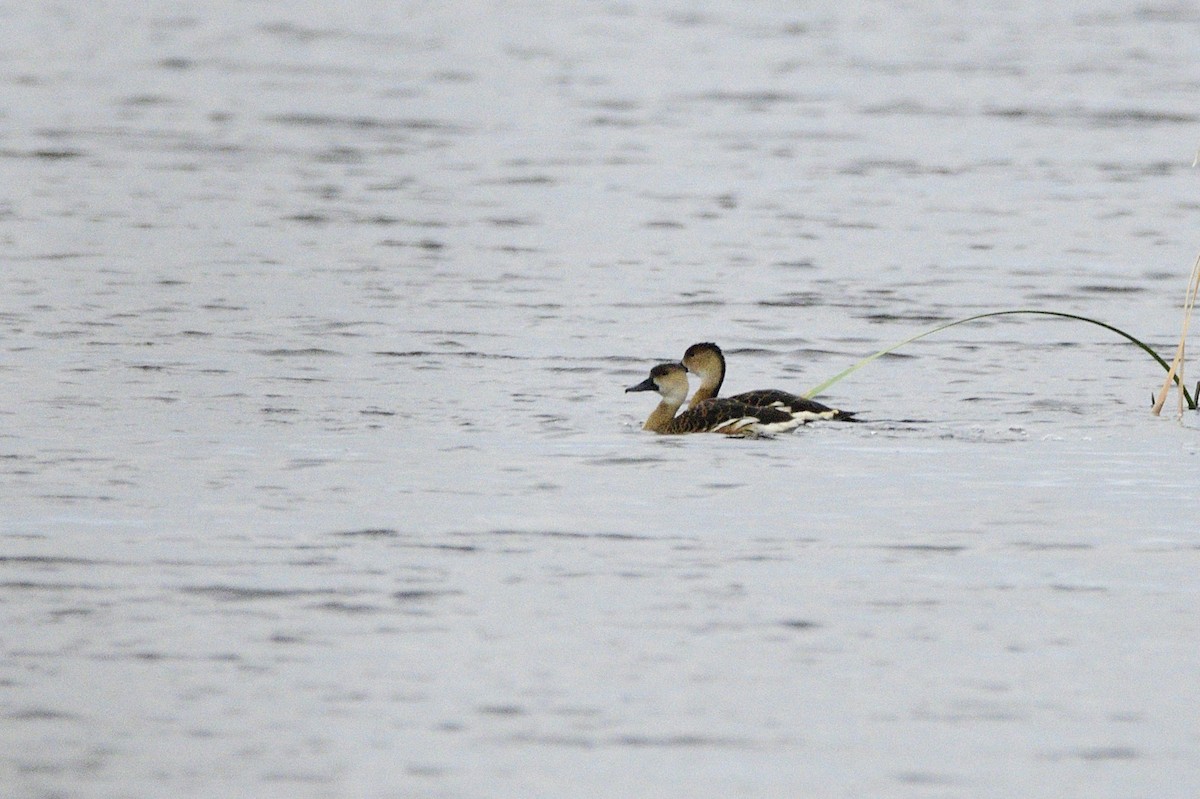 Wandering Whistling-Duck - ML619741513