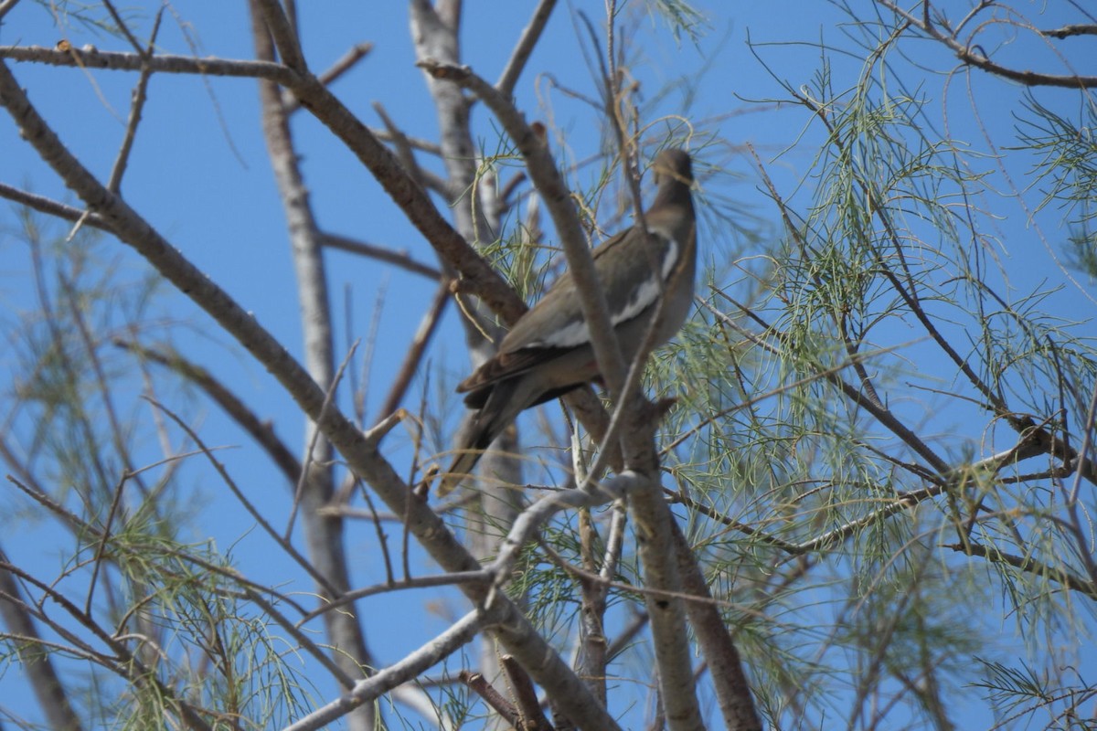 White-winged Dove - Bret Elgersma