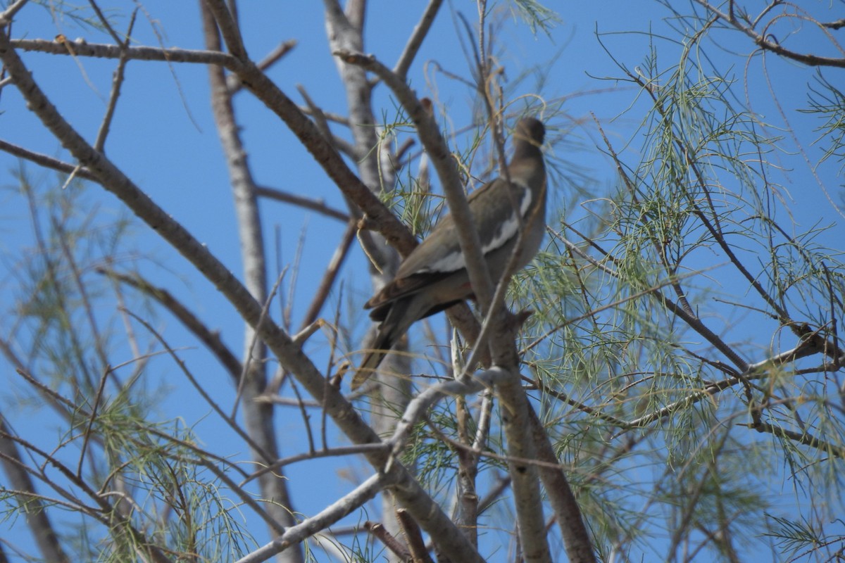 White-winged Dove - ML619741522