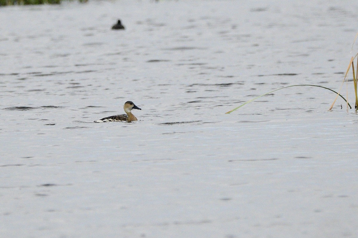 Wandering Whistling-Duck - ML619741524