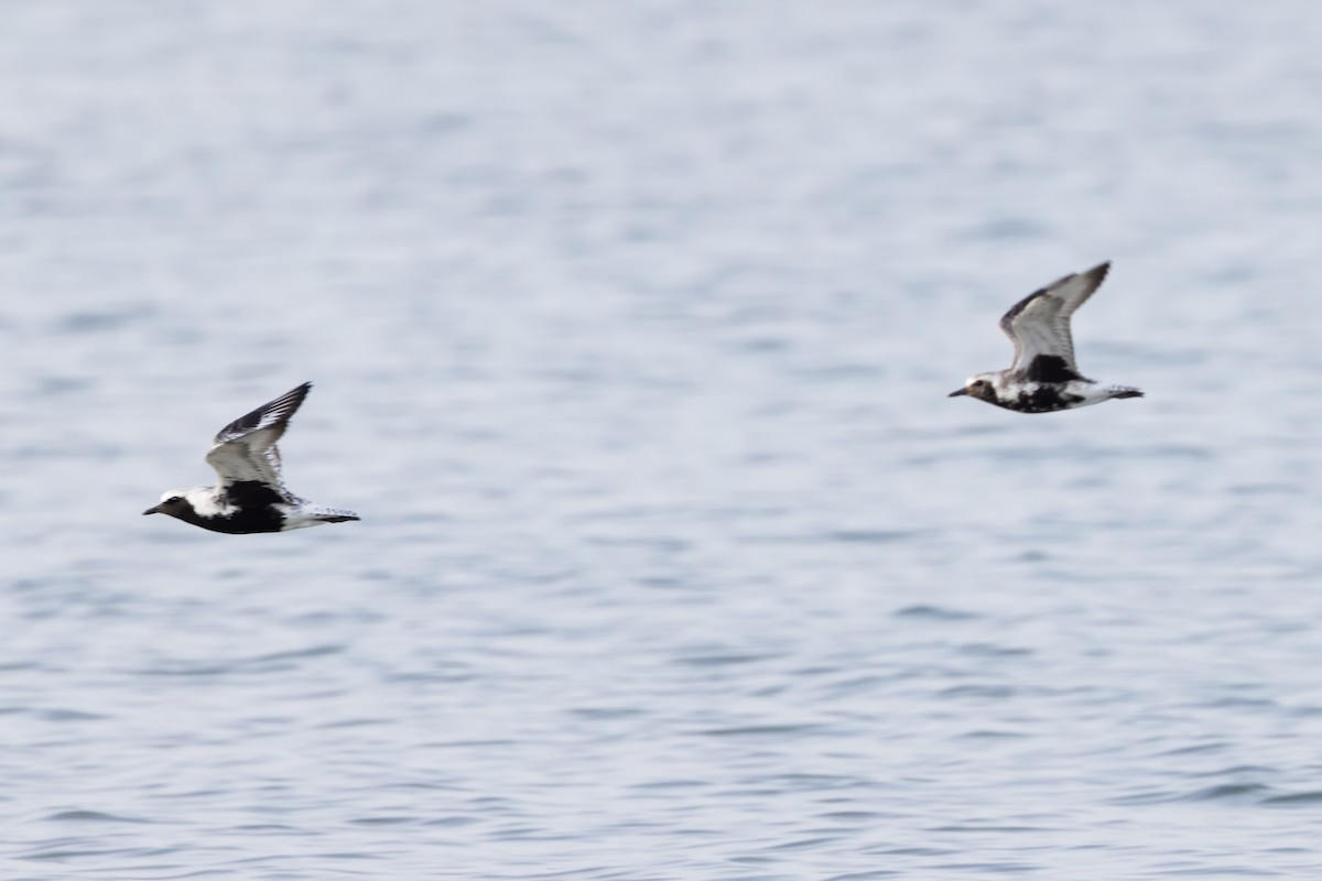 Black-bellied Plover - ML619741532