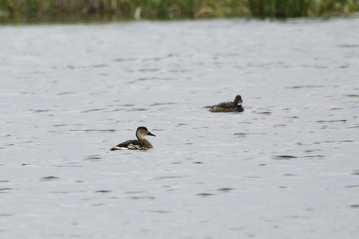 Wandering Whistling-Duck - ML619741537