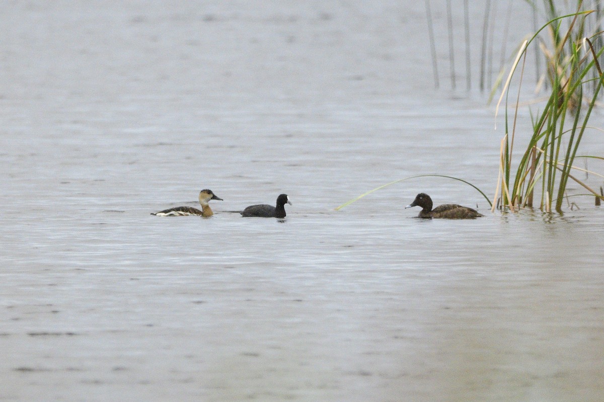 Wandering Whistling-Duck - ML619741538