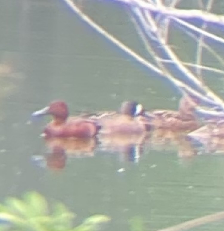 Blue-winged Teal - ML619741549