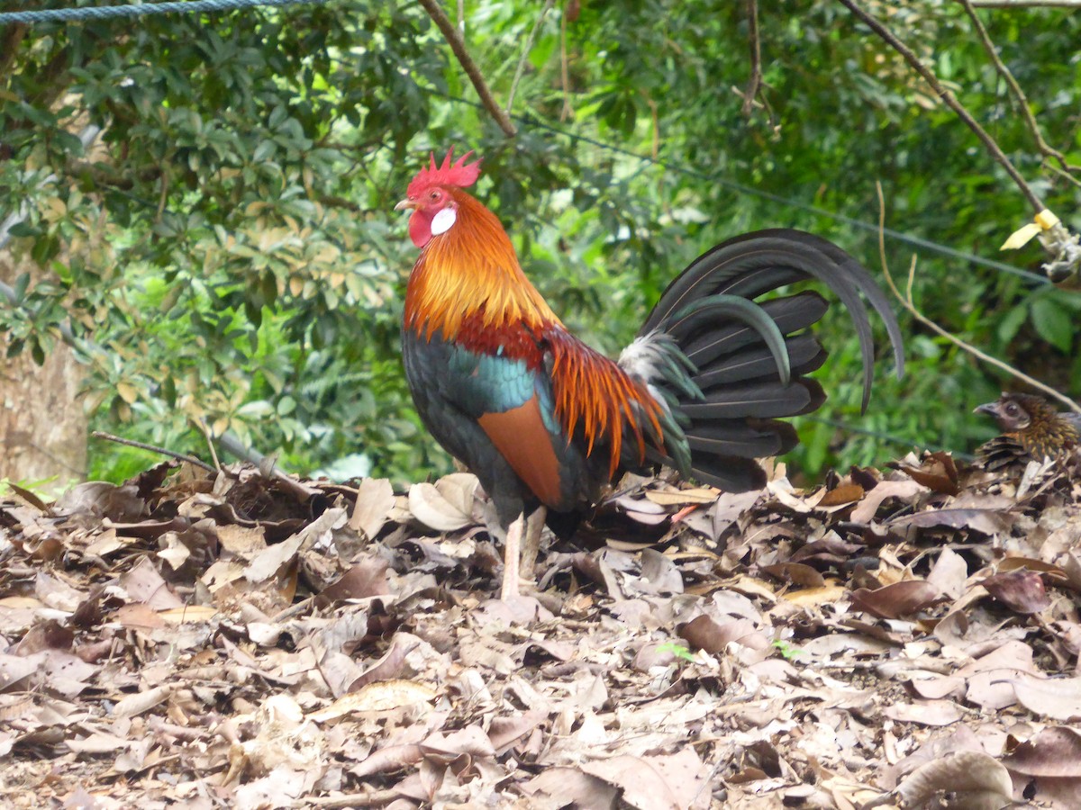 Red Junglefowl - ML619741572