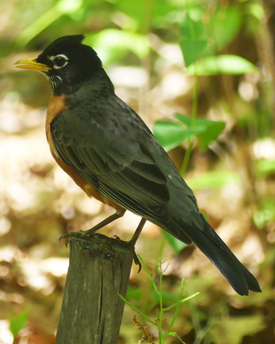 American Robin - ML619741583