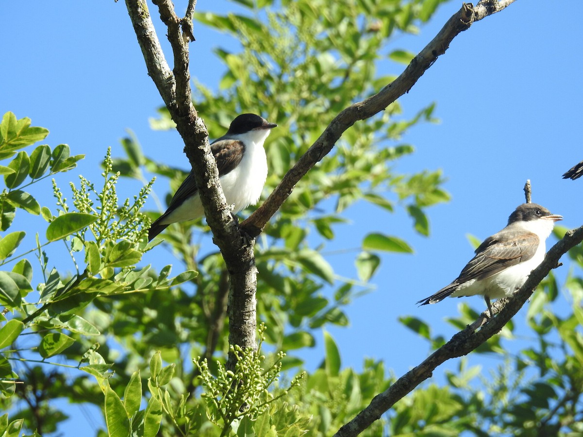 Fork-tailed Flycatcher - ML619741595