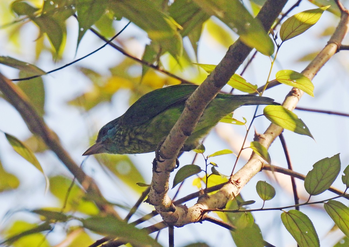 Yellow-fronted Barbet - ML619741645