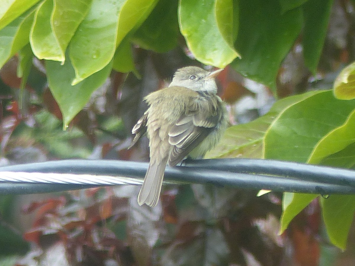 Willow Flycatcher - ML619741648