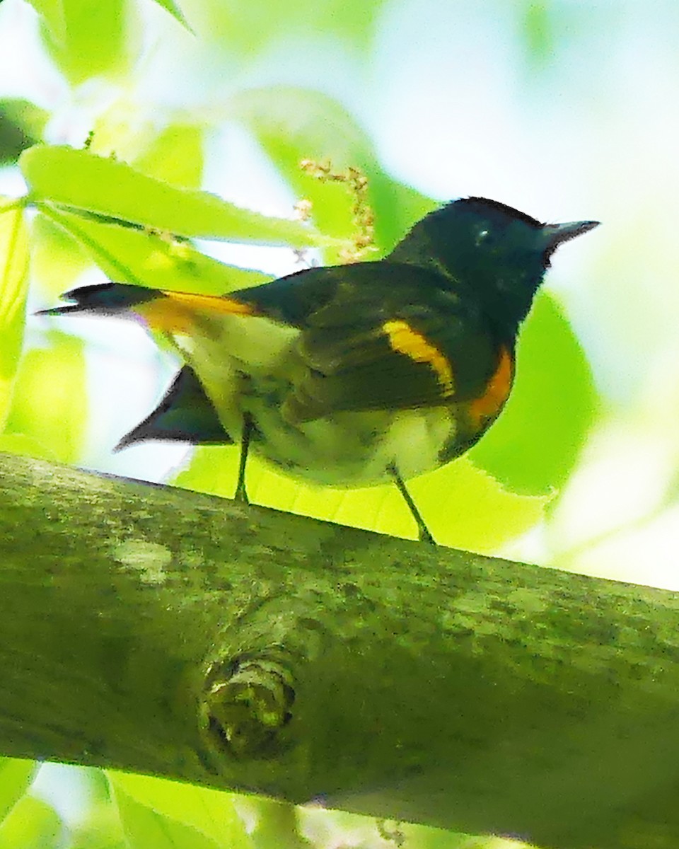 American Redstart - ML619741667