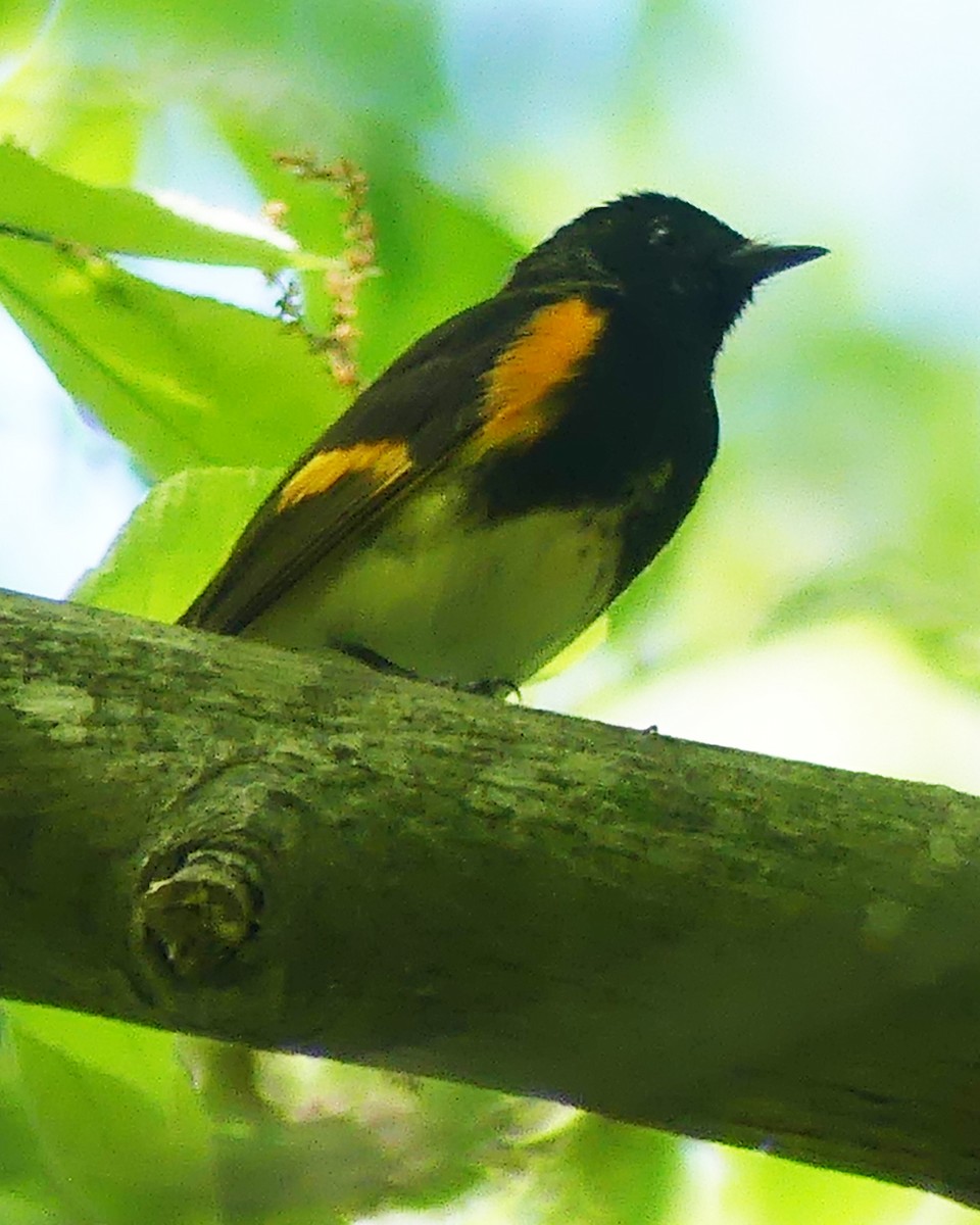 American Redstart - ML619741670